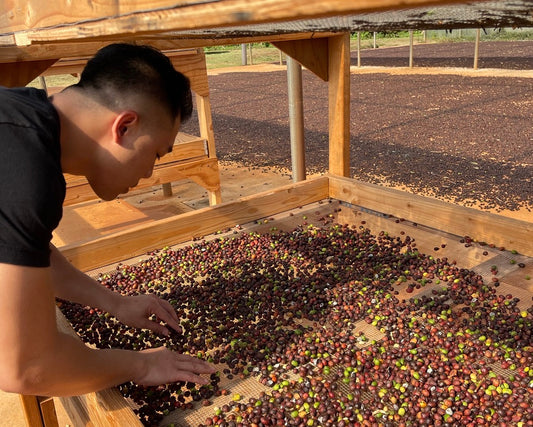 Vince harvesting robusta beans