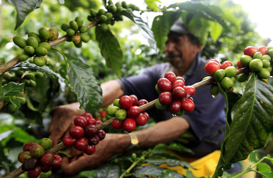 Robusta coffee being harvested in da lat vietnam